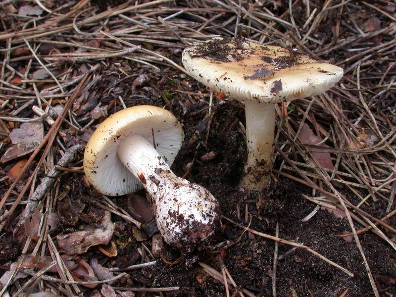 Mycoflora Toscana - Funghi  del tardo inverno e primaverili